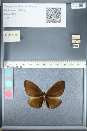 Media type: image;   Entomology 159509